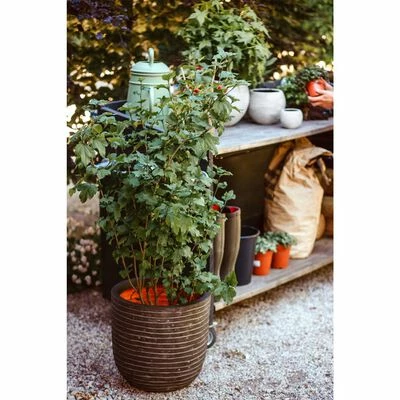 Capi Jardinière Nature Row 35x34 cm Vert olive 2 Capi Jardinière Nature Row 35x34 cm Vert olive – Image 2