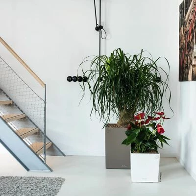 LECHUZA Jardinière CUBE 30 ALL-IN-ONE Blanc brillant 2 LECHUZA Jardinière CUBE 30 ALL-IN-ONE Blanc brillant – Image 2