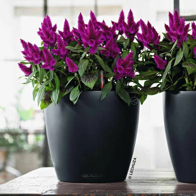 LECHUZA Jardinière CLASSICO Color 21 ALL-IN-ONE Ardoise 2 LECHUZA Jardinière CLASSICO Color 21 ALL-IN-ONE Ardoise – Image 2