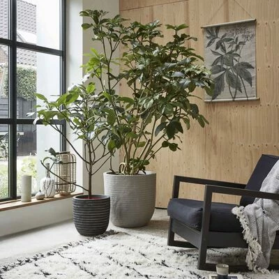 Capi Jardinière Nature Row 43 x 41 cm Anthracite KRWZ933 2 Capi Jardinière Nature Row 43 x 41 cm Anthracite KRWZ933 – Image 2