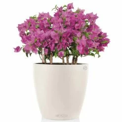 LECHUZA Jardinière Classico Color 43 ALL-IN-ONE Blanc 13230 -Pots & cache-pots Soldes 2022 image 3 421436