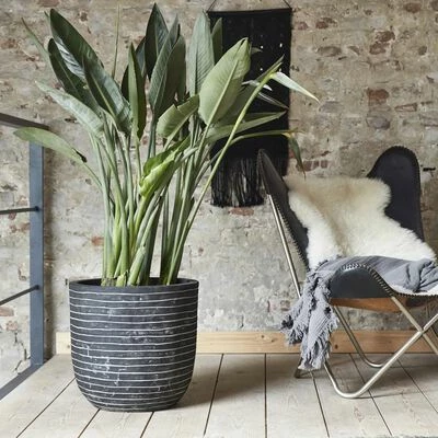 Capi Jardinière Nature Row 43 x 41 cm Anthracite KRWZ933 3 Capi Jardinière Nature Row 43 x 41 cm Anthracite KRWZ933 – Image 3