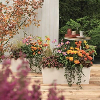 LECHUZA Jardinière Balconera Color 50 ALL-IN-ONE Blanc 15670 4 LECHUZA Jardinière Balconera Color 50 ALL-IN-ONE Blanc 15670 – Image 4