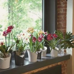 LECHUZA Jardinière ORCHIDEA ALL-IN-ONE Ardoise mate -Pots & cache-pots Soldes 2022 image 4 425624