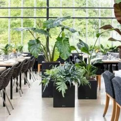 LECHUZA Jardinière CANTO Stone 30 Low ALL-IN-ONE Noir graphite 9 LECHUZA Jardinière CANTO Stone 30 Low ALL-IN-ONE Noir graphite -Pots & cache-pots Soldes 2022 image 4 442073