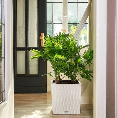 LECHUZA Jardinière CUBE Cottage 40 ALL-IN-ONE Blanc 4 LECHUZA Jardinière CUBE Cottage 40 ALL-IN-ONE Blanc – Image 4