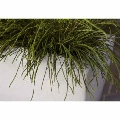 Capi Jardinière rectangulaire Arc Granite 60x35x40 cm Ivoire 9 Capi Jardinière rectangulaire Arc Granite 60x35x40 cm Ivoire -Pots & cache-pots Soldes 2022 image 4 442113