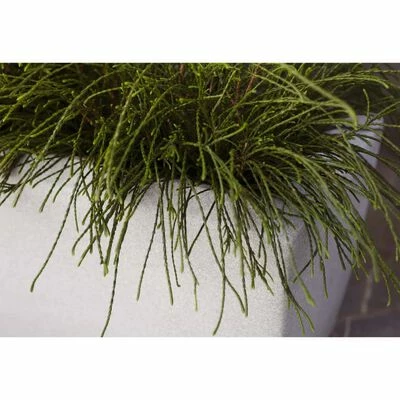 Capi Jardinière rectangulaire Arc Granite 60x35x40 cm Ivoire 4 Capi Jardinière rectangulaire Arc Granite 60x35x40 cm Ivoire – Image 4