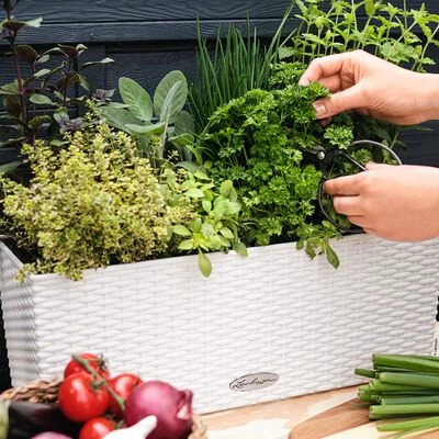 LECHUZA Jardinière BALCONERA Cottage 50 ALL-IN-ONE Blanc 5 LECHUZA Jardinière BALCONERA Cottage 50 ALL-IN-ONE Blanc – Image 5