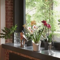 LECHUZA Jardinière ORCHIDEA ALL-IN-ONE Blanc mat 11 LECHUZA Jardinière ORCHIDEA ALL-IN-ONE Blanc mat -Pots & cache-pots Soldes 2022 image 6 425623