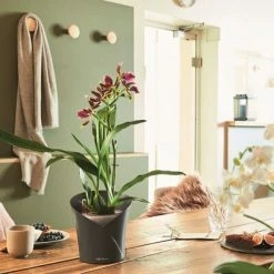 LECHUZA Jardinière ORCHIDEA ALL-IN-ONE Ardoise mate -Pots & cache-pots Soldes 2022 image 6 425624