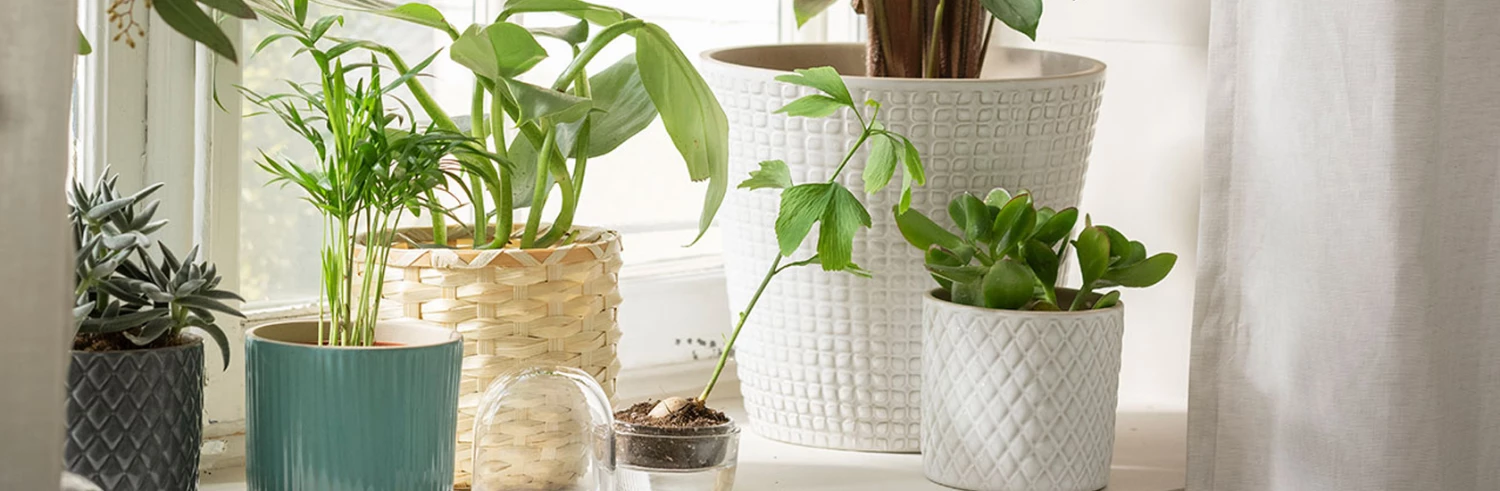 Pots & cache-pots Soldes 2022 1 Pots & cache-pots Soldes 2022 -Pots & cache-pots Soldes 2022 未标题 1